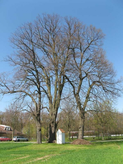 Bild 2 von 3 Linden 